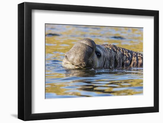 South Georgia Island, Godthul. Close-Up of Male Elephant Seal in Water-Jaynes Gallery-Framed Photographic Print