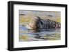 South Georgia Island, Godthul. Close-Up of Male Elephant Seal in Water-Jaynes Gallery-Framed Photographic Print