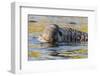 South Georgia Island, Godthul. Close-Up of Male Elephant Seal in Water-Jaynes Gallery-Framed Photographic Print