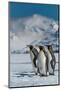 South Georgia Island. Group of king penguins walk on snowy shore of Salisbury Plain-Howie Garber-Mounted Photographic Print