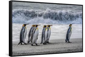 South Georgia Island. King penguins marching in front of Crashing Wave-Howie Garber-Framed Stretched Canvas