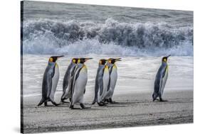 South Georgia Island. King penguins marching in front of Crashing Wave-Howie Garber-Stretched Canvas