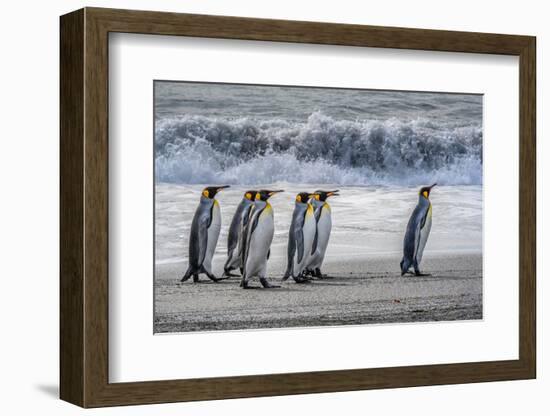 South Georgia Island. King penguins marching in front of Crashing Wave-Howie Garber-Framed Photographic Print