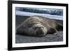 South Georgia Island. Male Elephant Seal on the beach at Right Whale Bay.-Howie Garber-Framed Photographic Print
