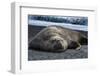 South Georgia Island. Male Elephant Seal on the beach at Right Whale Bay.-Howie Garber-Framed Photographic Print