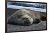 South Georgia Island. Male Elephant Seal on the beach at Right Whale Bay.-Howie Garber-Framed Photographic Print