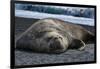 South Georgia Island. Male Elephant Seal on the beach at Right Whale Bay.-Howie Garber-Framed Photographic Print