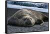 South Georgia Island. Male Elephant Seal on the beach at Right Whale Bay.-Howie Garber-Framed Stretched Canvas