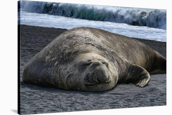 South Georgia Island. Male Elephant Seal on the beach at Right Whale Bay.-Howie Garber-Stretched Canvas