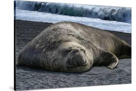 South Georgia Island. Male Elephant Seal on the beach at Right Whale Bay.-Howie Garber-Stretched Canvas