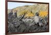 South Georgia Island, Ocean Harbor. Fur Seal Pup on Rocks-Jaynes Gallery-Framed Photographic Print