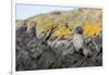 South Georgia Island, Ocean Harbor. Fur Seal Pup on Rocks-Jaynes Gallery-Framed Premium Photographic Print