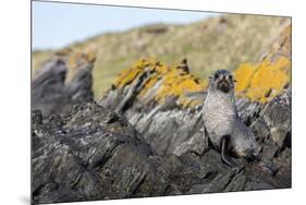 South Georgia Island, Ocean Harbor. Fur Seal Pup on Rocks-Jaynes Gallery-Mounted Premium Photographic Print