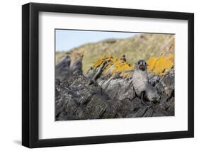 South Georgia Island, Ocean Harbor. Fur Seal Pup on Rocks-Jaynes Gallery-Framed Photographic Print