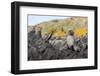 South Georgia Island, Ocean Harbor. Fur Seal Pup on Rocks-Jaynes Gallery-Framed Photographic Print