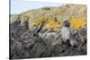South Georgia Island, Ocean Harbor. Fur Seal Pup on Rocks-Jaynes Gallery-Stretched Canvas