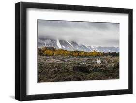 South Georgia Island, Prion Island. Landscape with Juvenile Fur Seal-Jaynes Gallery-Framed Photographic Print