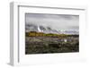 South Georgia Island, Prion Island. Landscape with Juvenile Fur Seal-Jaynes Gallery-Framed Photographic Print