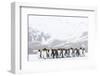 South Georgia Island, Right Whale Bay. Penguins Huddle Together in Snowstorm-Jaynes Gallery-Framed Photographic Print