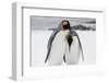 South Georgia Island, Salisbury, Plain, King Penguins-Hollice Looney-Framed Photographic Print