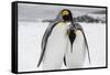 South Georgia Island, Salisbury, Plain, King Penguins-Hollice Looney-Framed Stretched Canvas