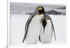 South Georgia Island, Salisbury, Plain, King Penguins-Hollice Looney-Framed Photographic Print