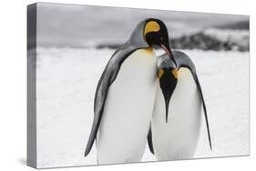 South Georgia Island, Salisbury, Plain, King Penguins-Hollice Looney-Stretched Canvas