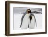 South Georgia Island, Salisbury, Plain, King Penguins-Hollice Looney-Framed Photographic Print