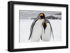 South Georgia Island, Salisbury, Plain, King Penguins-Hollice Looney-Framed Photographic Print