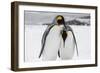 South Georgia Island, Salisbury, Plain, King Penguins-Hollice Looney-Framed Photographic Print