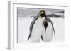 South Georgia Island, Salisbury, Plain, King Penguins-Hollice Looney-Framed Photographic Print