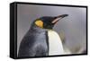 South Georgia Island, Salisbury Plains. Close-Up of King Penguin in Rain Storm-Jaynes Gallery-Framed Stretched Canvas