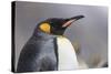 South Georgia Island, Salisbury Plains. Close-Up of King Penguin in Rain Storm-Jaynes Gallery-Stretched Canvas