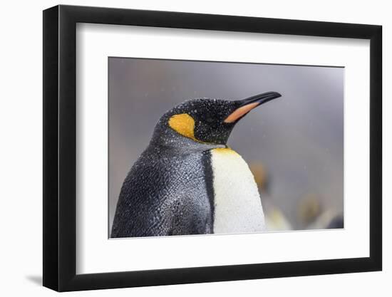 South Georgia Island, Salisbury Plains. Close-Up of King Penguin in Rain Storm-Jaynes Gallery-Framed Photographic Print