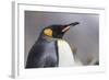 South Georgia Island, Salisbury Plains. Close-Up of King Penguin in Rain Storm-Jaynes Gallery-Framed Photographic Print