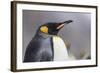 South Georgia Island, Salisbury Plains. Close-Up of King Penguin in Rain Storm-Jaynes Gallery-Framed Photographic Print