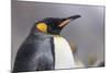 South Georgia Island, Salisbury Plains. Close-Up of King Penguin in Rain Storm-Jaynes Gallery-Mounted Photographic Print