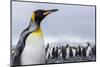 South Georgia Island, Salisbury Plains. Close-Up of King Penguin-Jaynes Gallery-Mounted Photographic Print