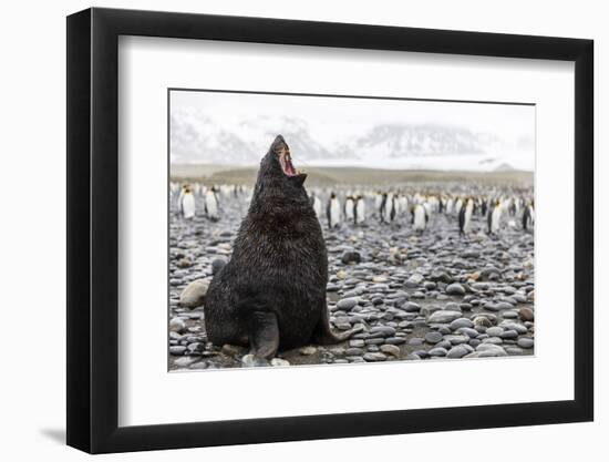 South Georgia Island, Salisbury Plains. Fur Seal Makes Warning Call to Protect His Territory-Jaynes Gallery-Framed Photographic Print