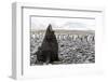 South Georgia Island, Salisbury Plains. Fur Seal Makes Warning Call to Protect His Territory-Jaynes Gallery-Framed Photographic Print