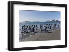 South Georgia Island, Salisbury Plains. Group of King Penguins on Beach-Jaynes Gallery-Framed Photographic Print