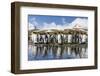 South Georgia Island, Salisbury Plains. Group of Molting King Penguins Reflect in Stream-Jaynes Gallery-Framed Photographic Print