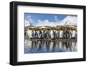 South Georgia Island, Salisbury Plains. Group of Molting King Penguins Reflect in Stream-Jaynes Gallery-Framed Photographic Print