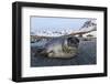 South Georgia Island, St. Andrew's Bay. Close-Up of Elephant Seal Pup on Beach-Jaynes Gallery-Framed Photographic Print