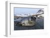 South Georgia Island, St. Andrew's Bay. Close-Up of Elephant Seal Pup on Beach-Jaynes Gallery-Framed Photographic Print