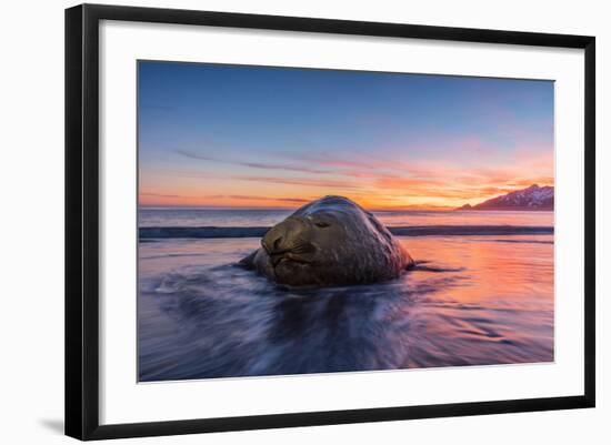 South Georgia Island, St. Andrew's Bay. Elephant Seal in Beach Surf at Sunrise-Jaynes Gallery-Framed Photographic Print