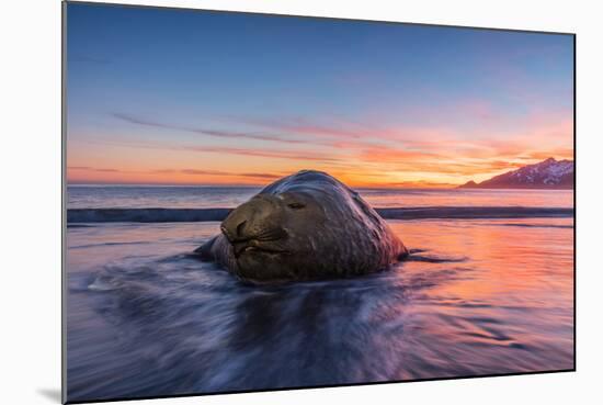 South Georgia Island, St. Andrew's Bay. Elephant Seal in Beach Surf at Sunrise-Jaynes Gallery-Mounted Photographic Print