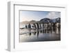 South Georgia Island, St. Andrew's Bay. King Penguins on Beach at Sunrise-Jaynes Gallery-Framed Photographic Print