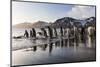 South Georgia Island, St. Andrew's Bay. King Penguins on Beach at Sunrise-Jaynes Gallery-Mounted Photographic Print