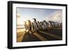 South Georgia Island, St. Andrew's Bay. King Penguins Walk on Beach at Sunrise-Jaynes Gallery-Framed Photographic Print